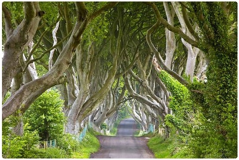 Games Of Throne | The Kingsroad filming location Games Of Throne | The Kingsroad filming location
